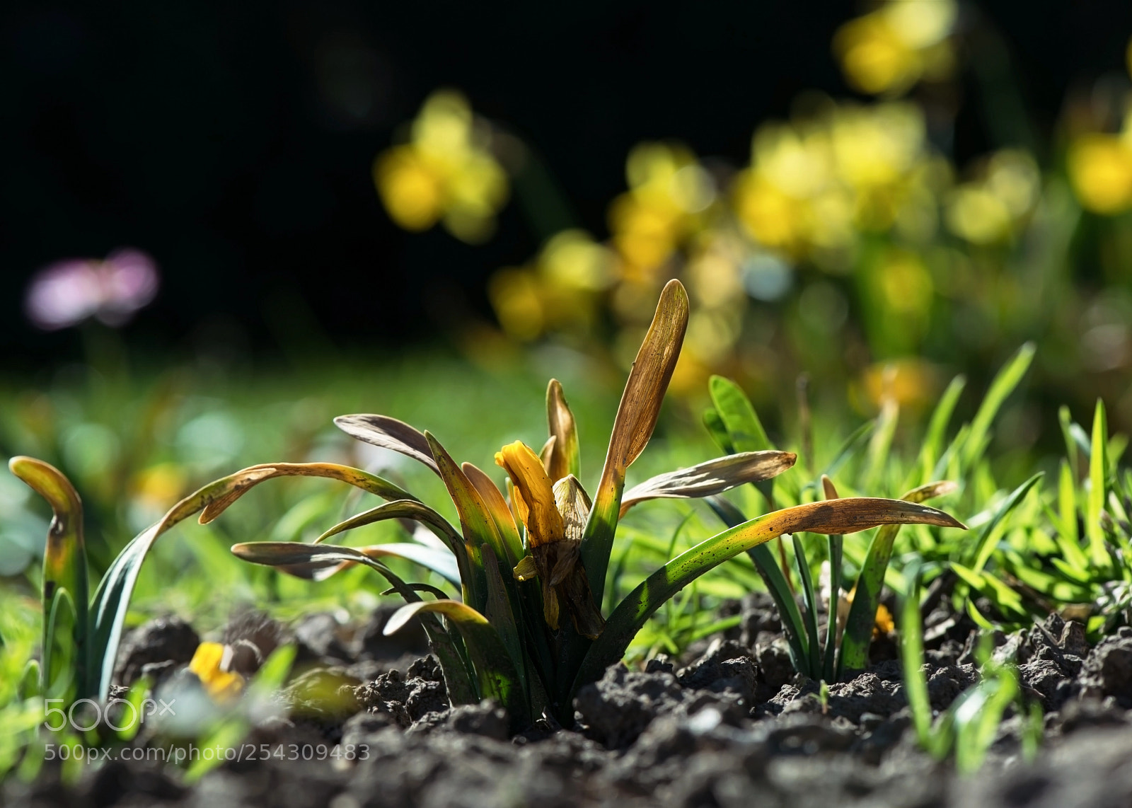 Nikon D800 sample photo. Struggle photography