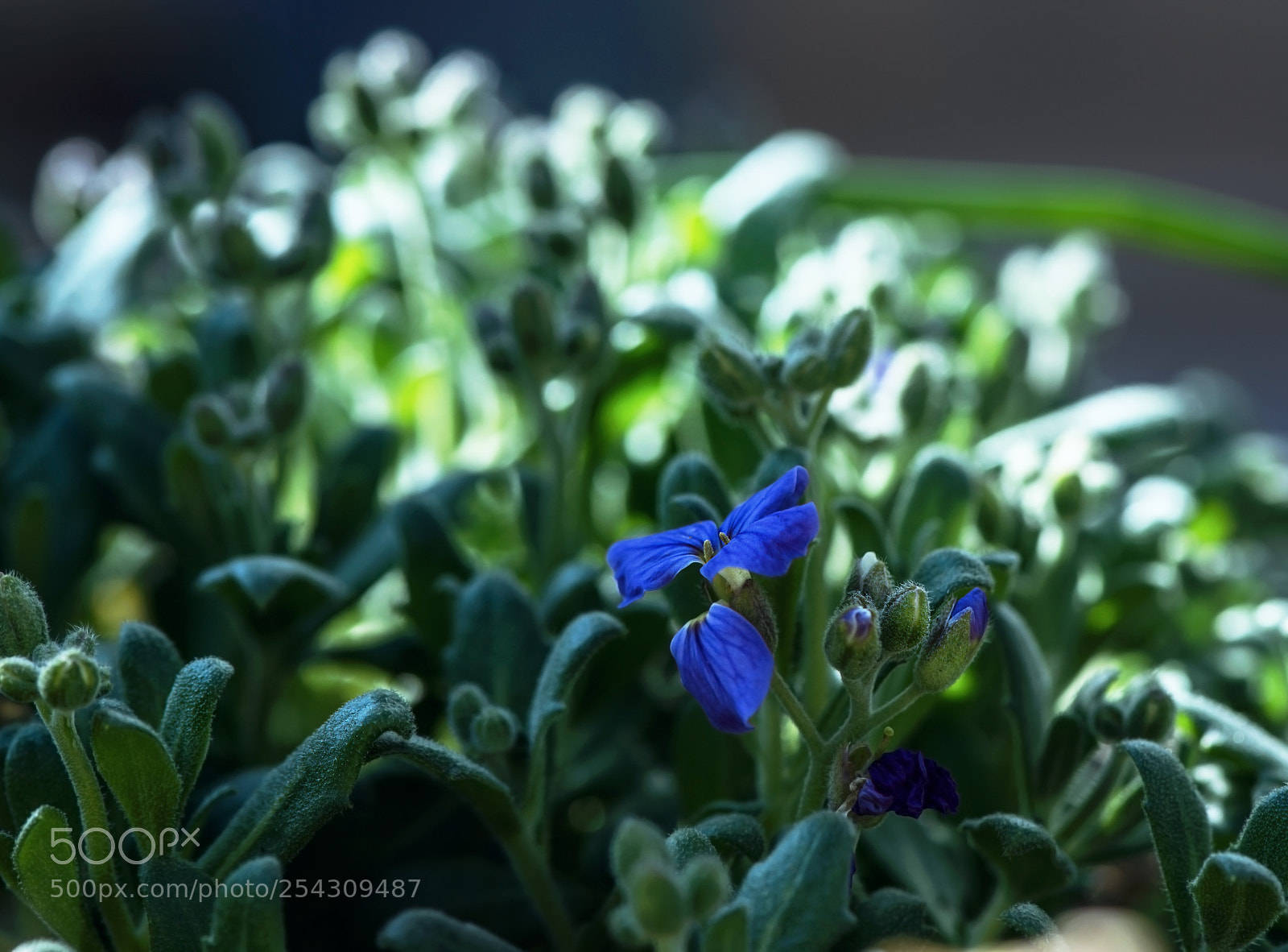 Nikon D800 sample photo. Hidden photography