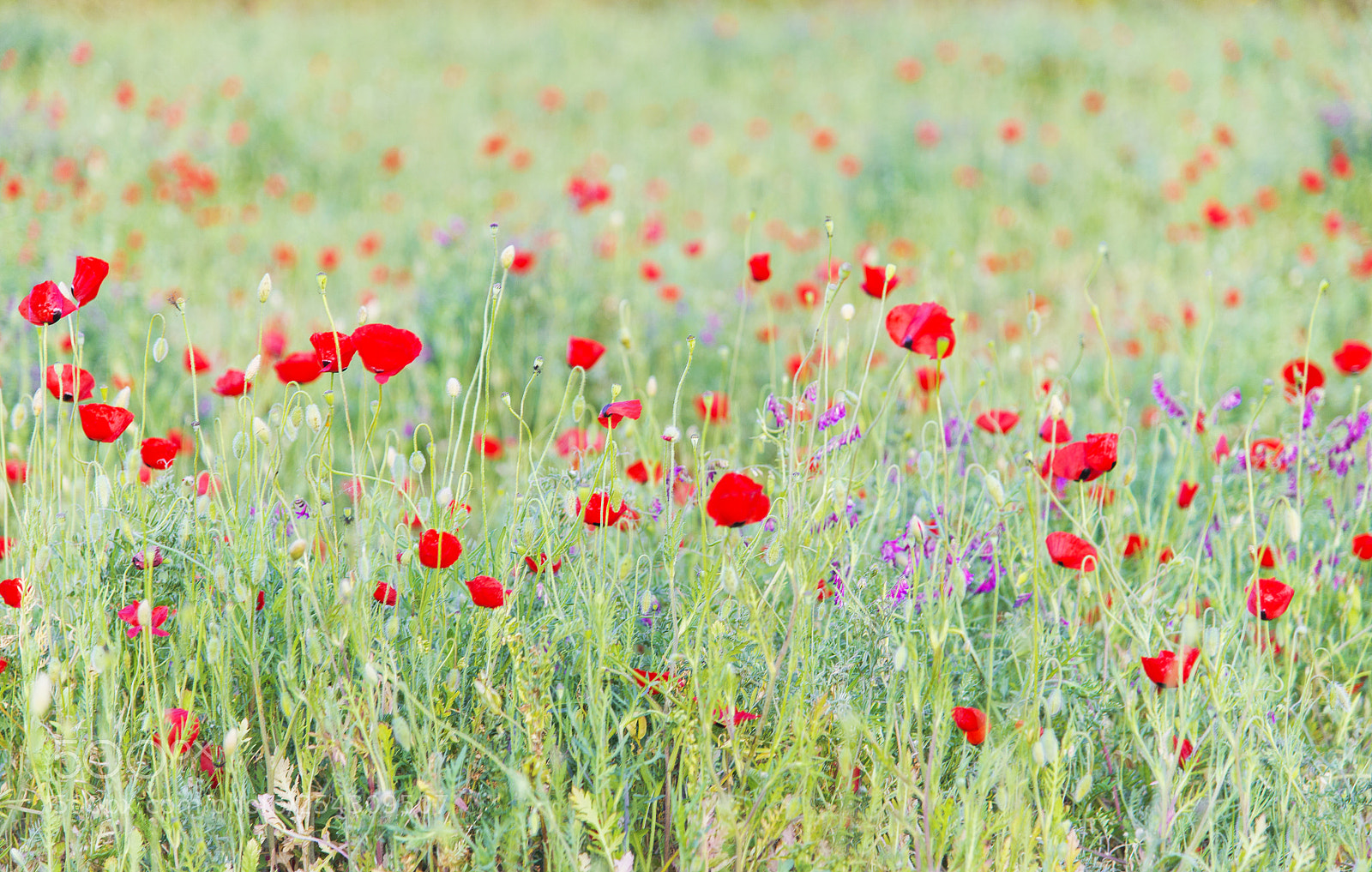 Nikon D600 sample photo. Fields of poppies photography