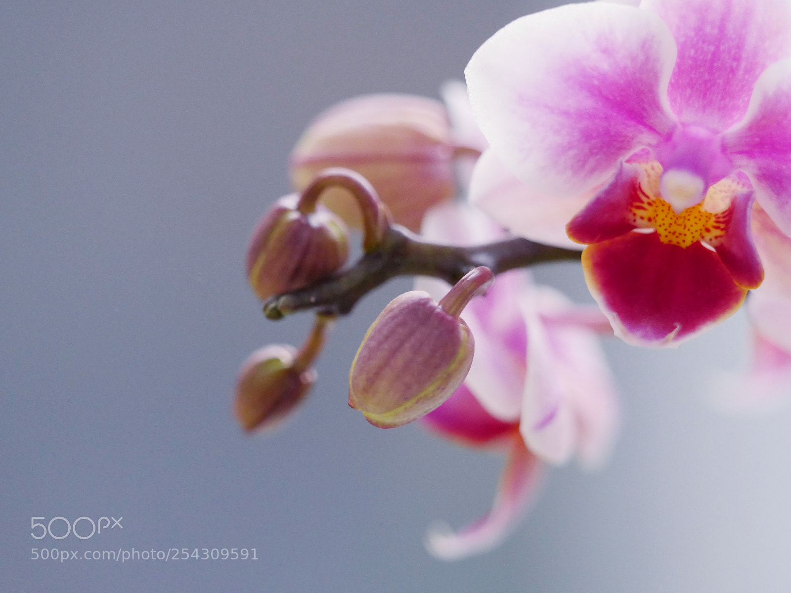 Panasonic Lumix DMC-GX8 sample photo. Flower photography