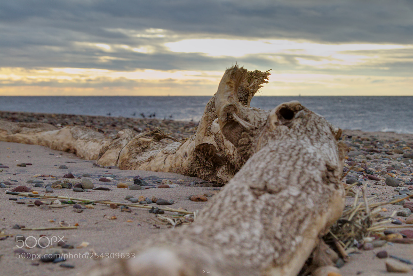 Canon EOS M5 sample photo. Log on the beach photography
