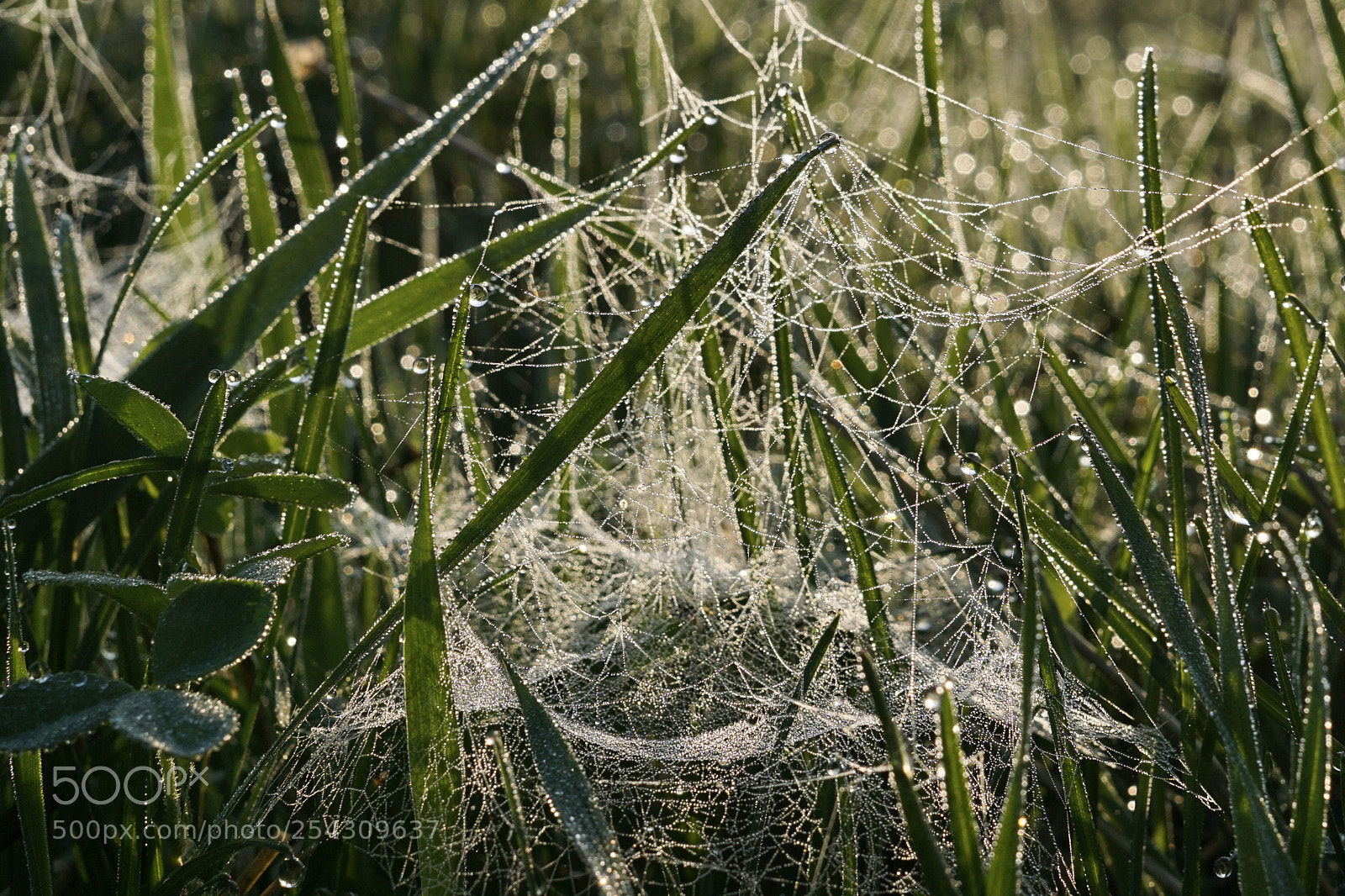 Sony a6000 sample photo. Spider art photography