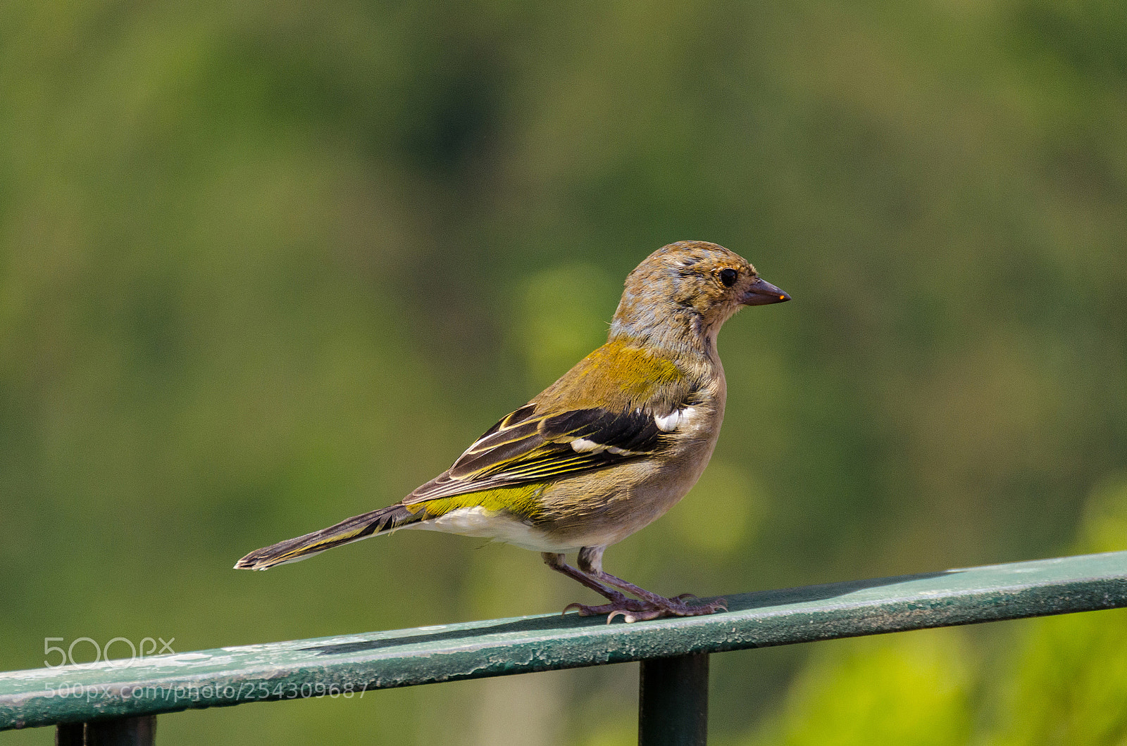 Nikon D7000 sample photo. Bird photography