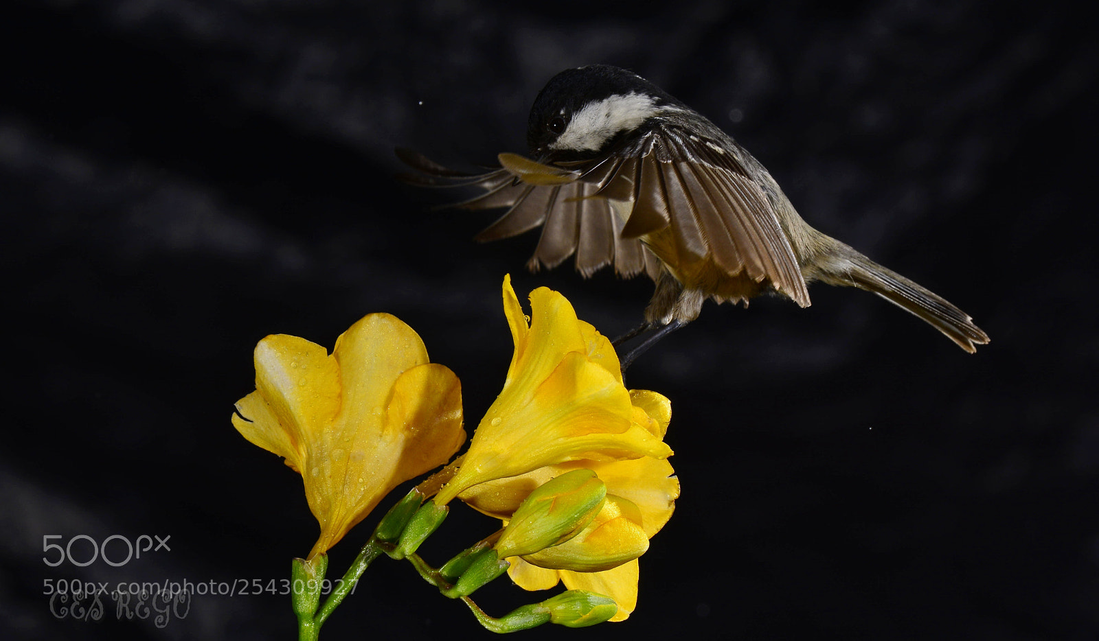 Nikon D7100 sample photo. () photography