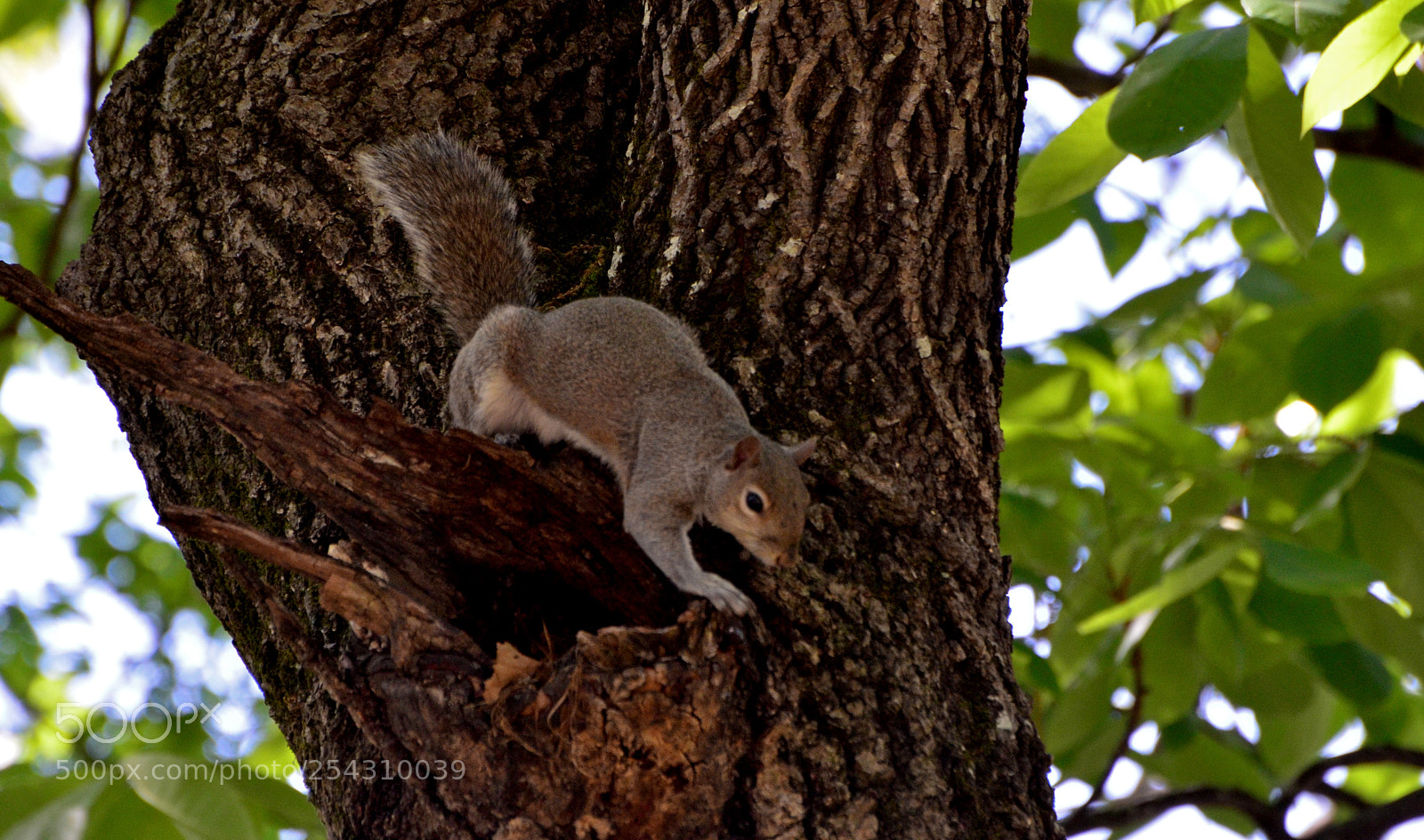 Nikon D7000 sample photo. Broken branch photography