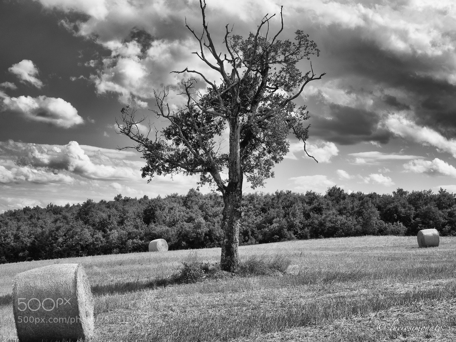 Olympus OM-D E-M1 sample photo. The tree in the photography