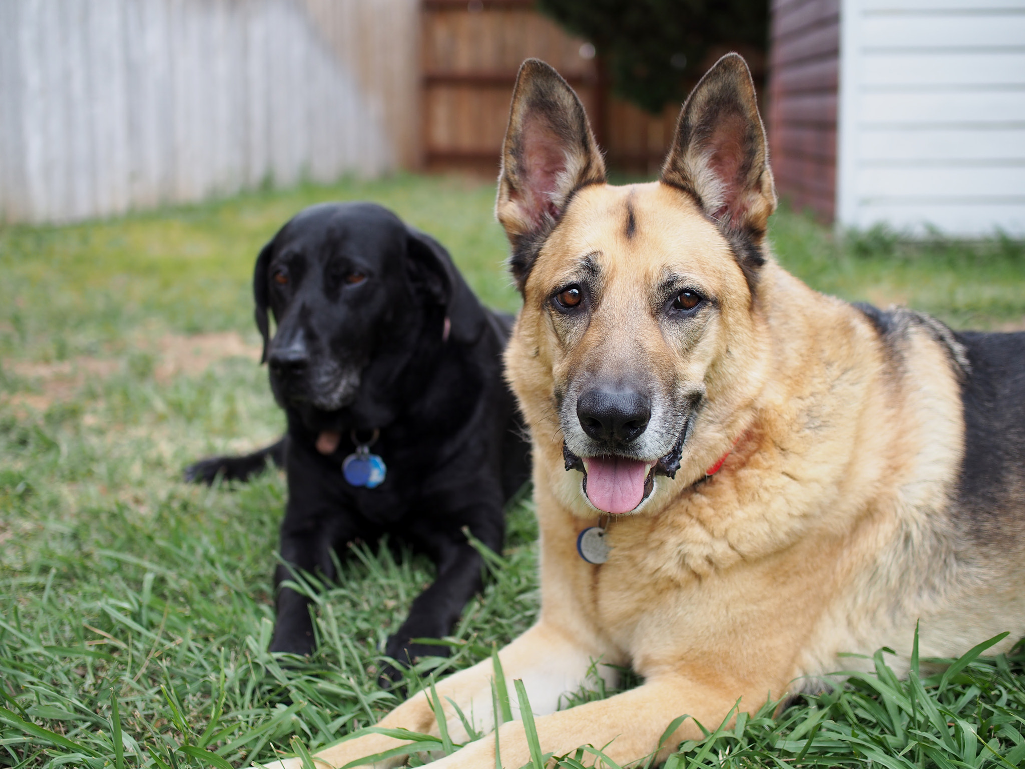 Olympus PEN E-PM2 sample photo. Two puppies photography