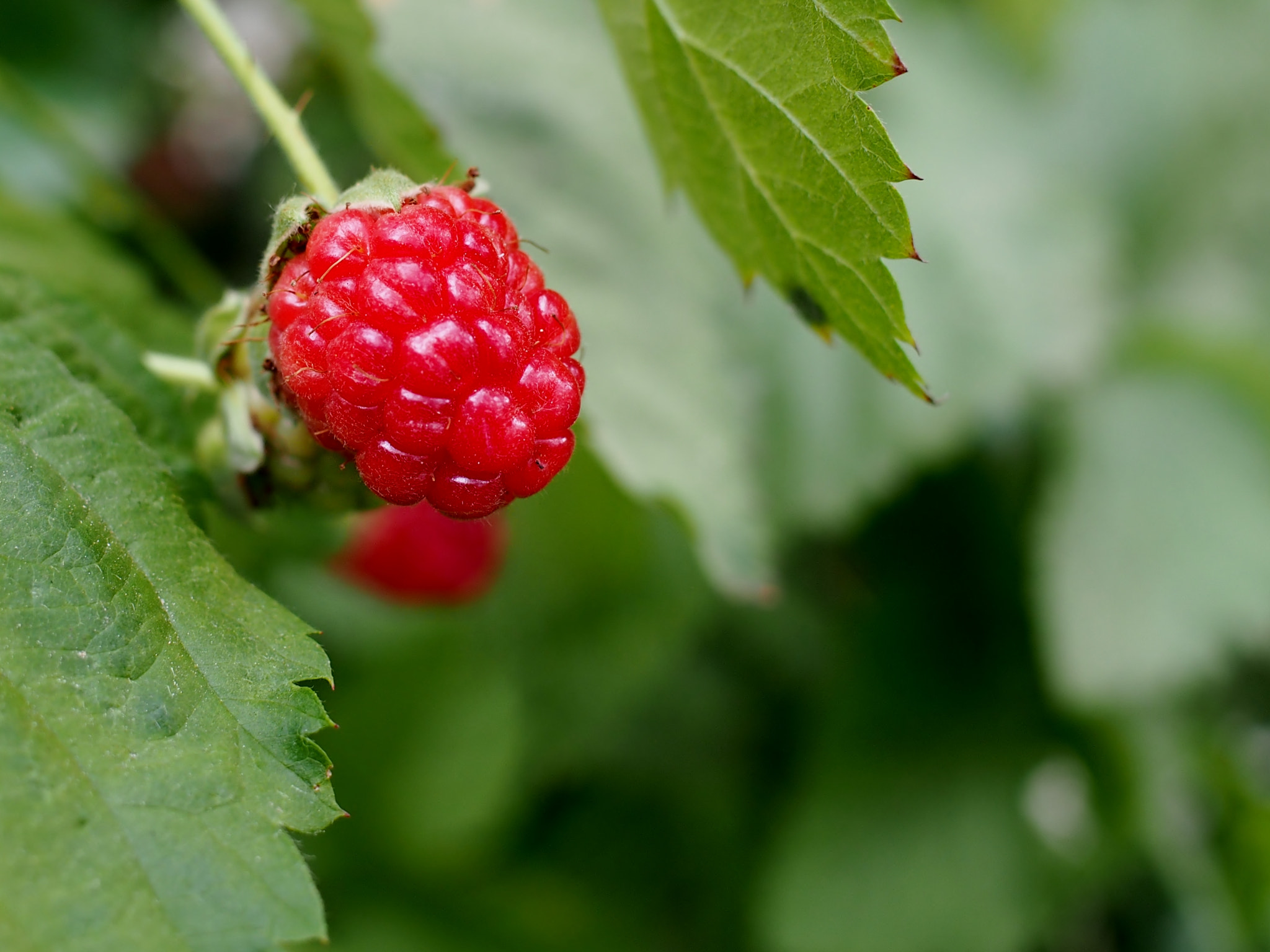 Olympus PEN E-PM2 sample photo. Ready berry photography