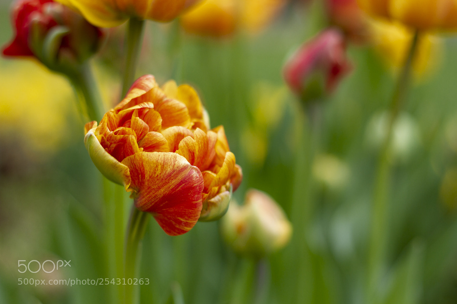 Canon EOS 7D sample photo. A fiery flower photography