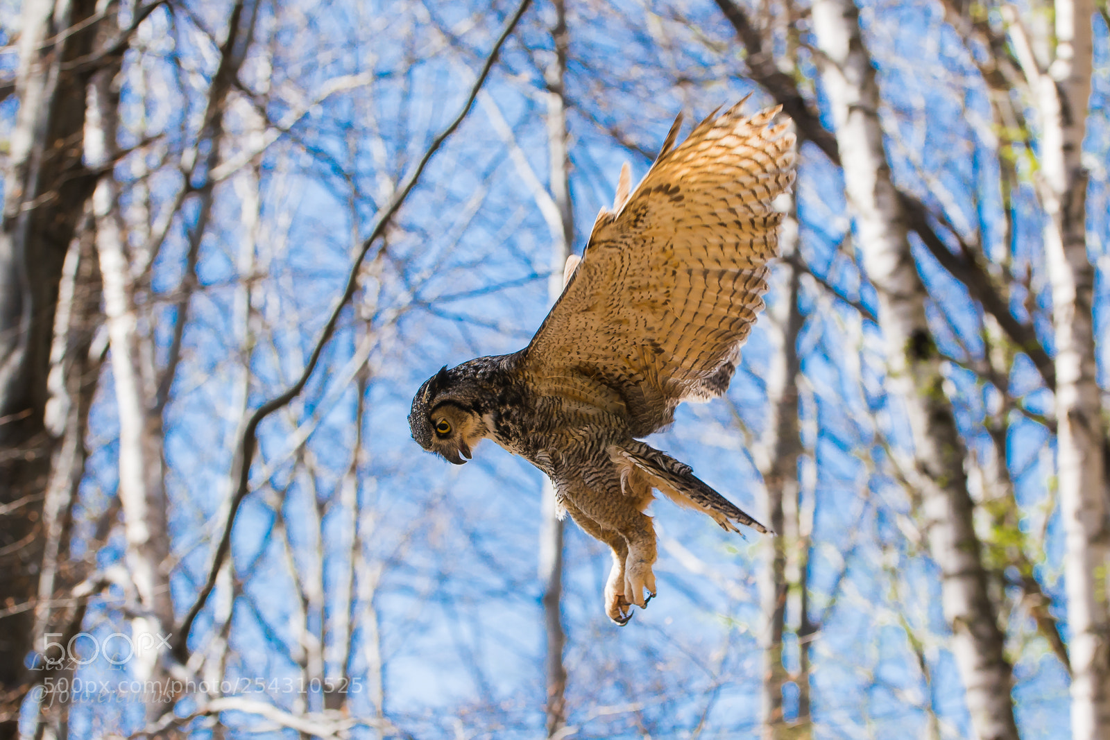Nikon D7100 sample photo. Bubo verginianus photography