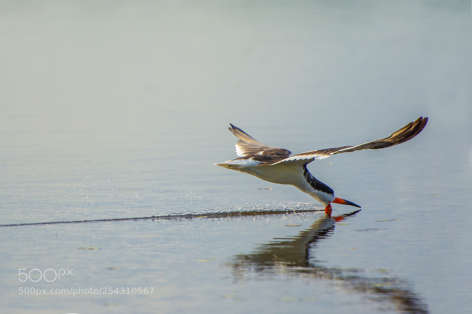 Nikon D7100 sample photo. () photography