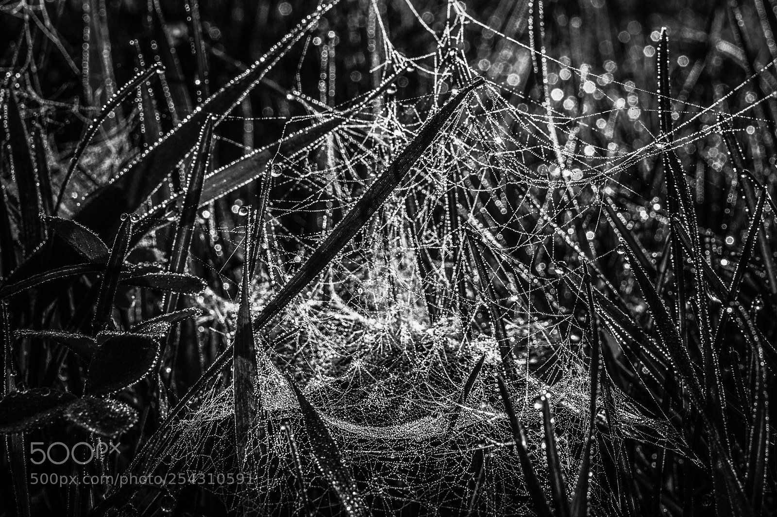 Sony a6000 sample photo. Spider art b/w photography