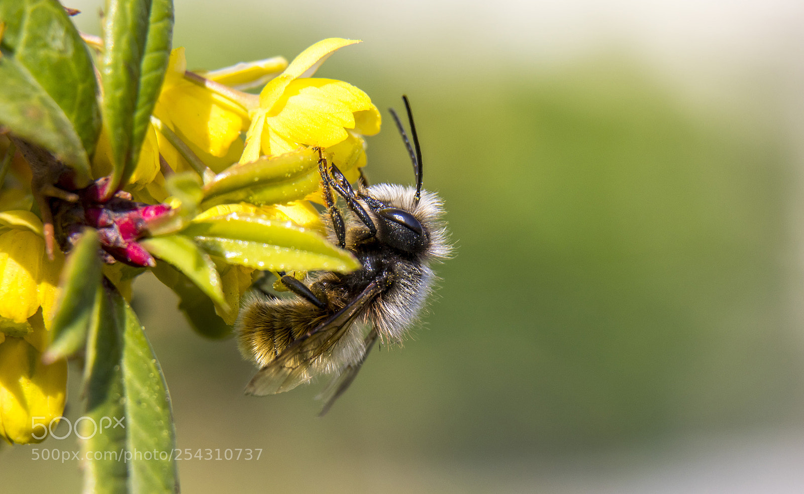 Canon EOS 7D Mark II sample photo. Bee ... photography