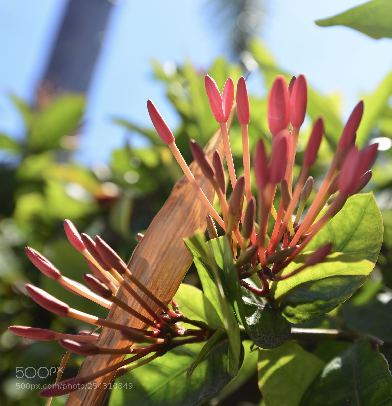 Nikon D800 sample photo. Bloom with gusto... photography