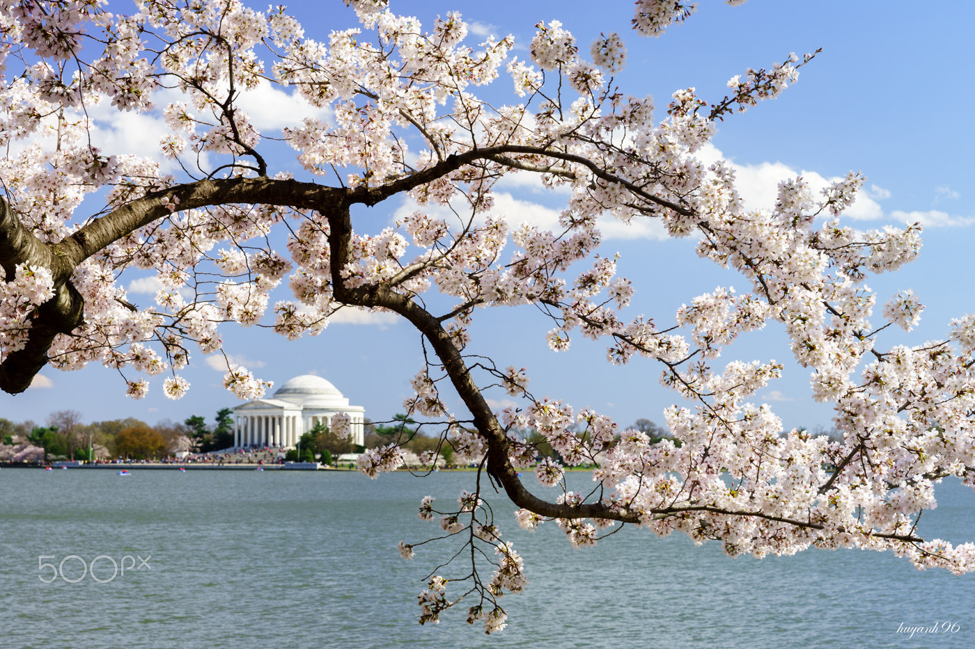 Hasselblad HV sample photo. Cherry blossom and jefferson memorial photography