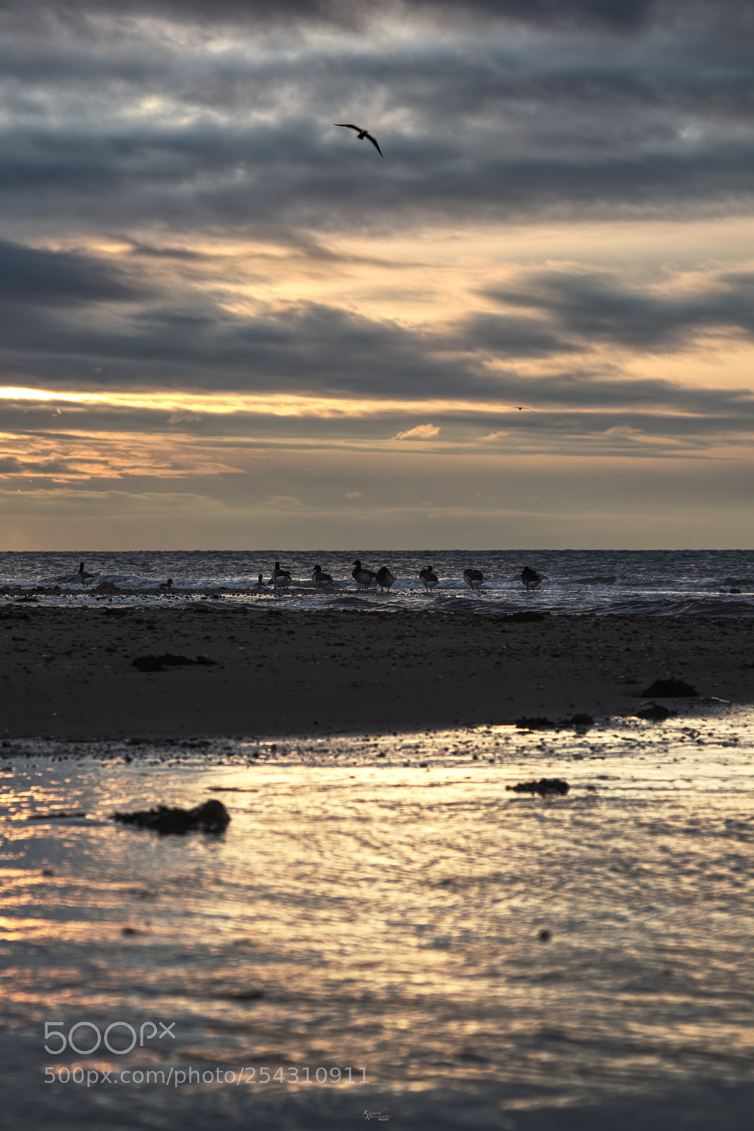 Canon EOS M5 sample photo. Birds on the coast photography