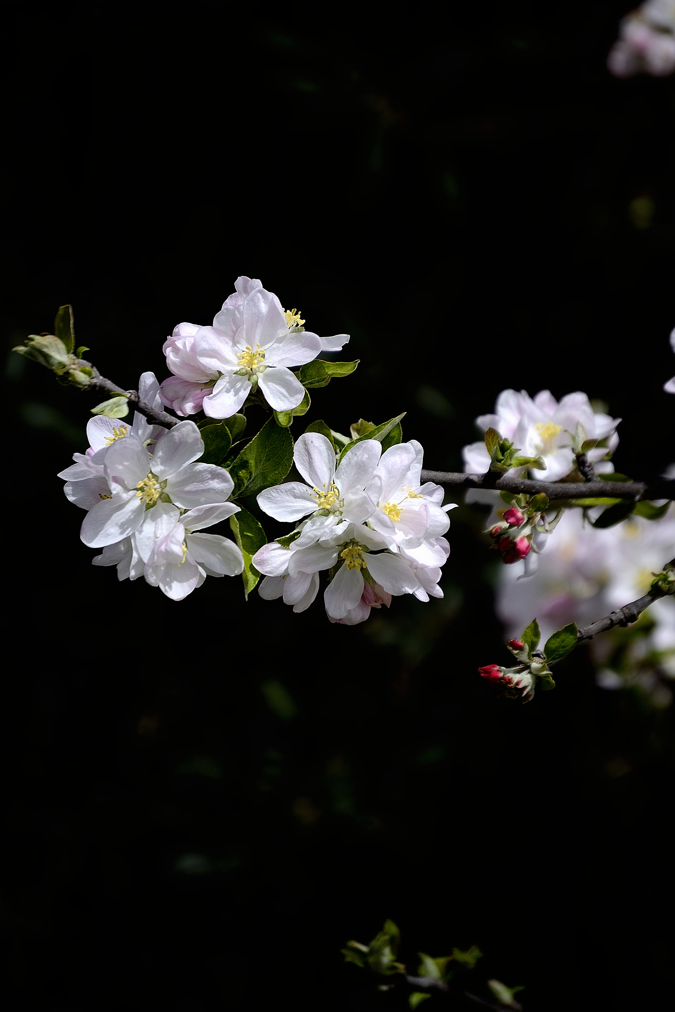 Nikon D3100 sample photo. Elma çiçeği photography