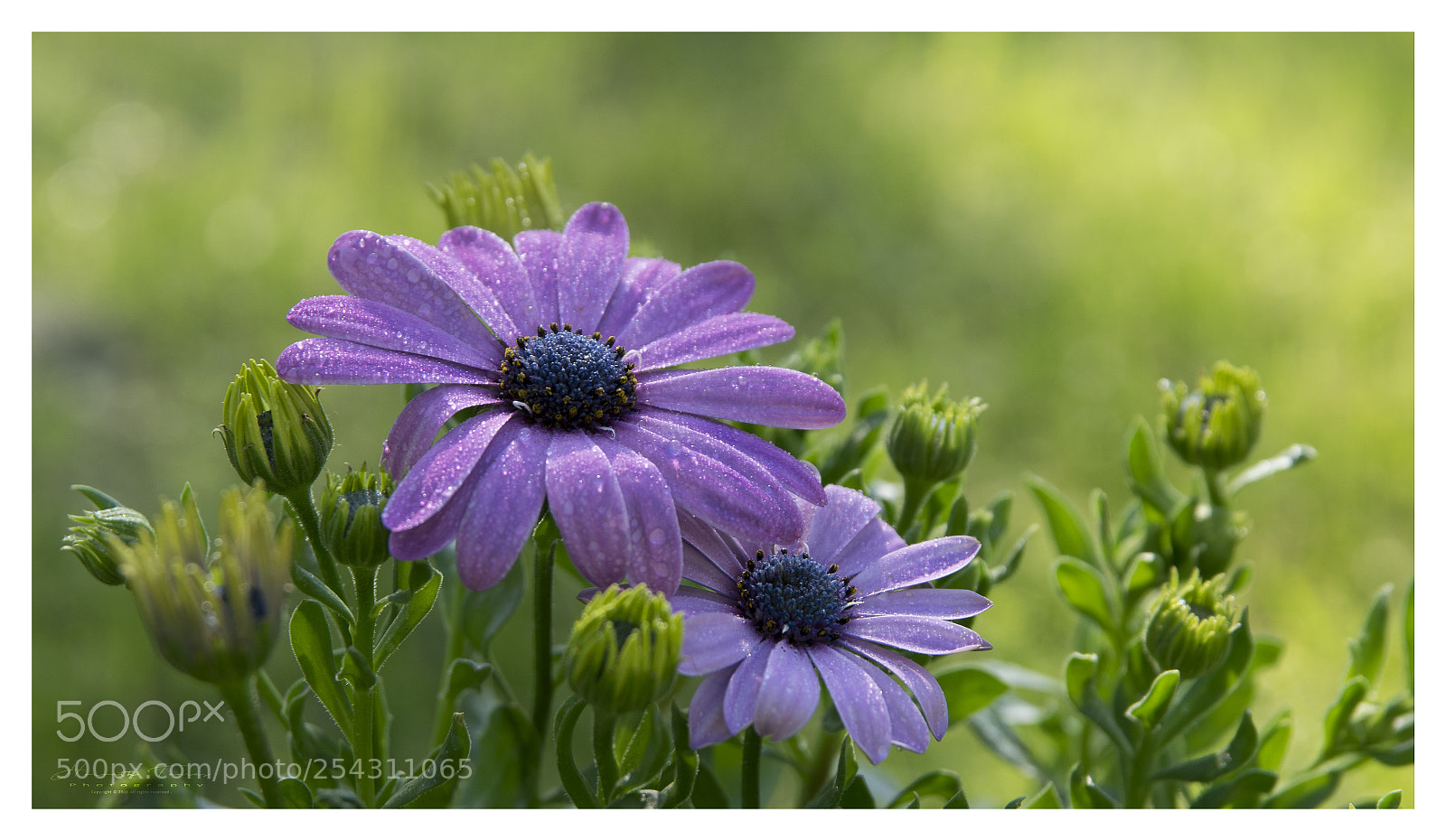 Nikon D3300 sample photo. Flower purple photography