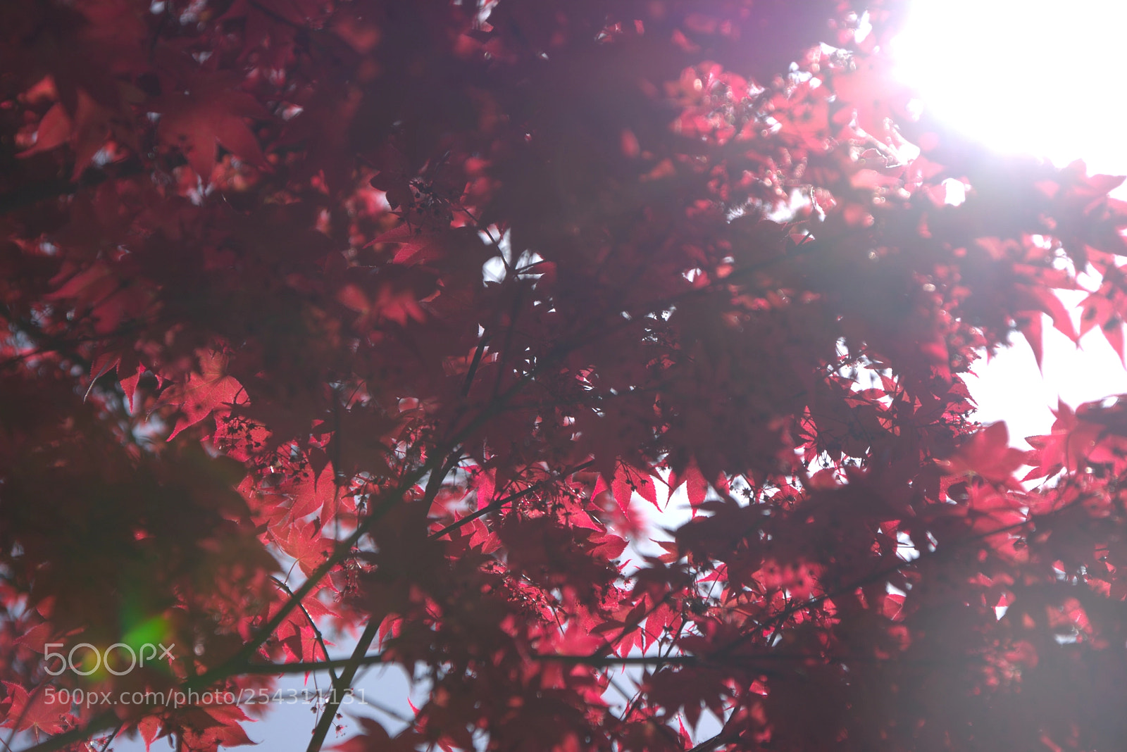 Nikon D3400 sample photo. Acer photography