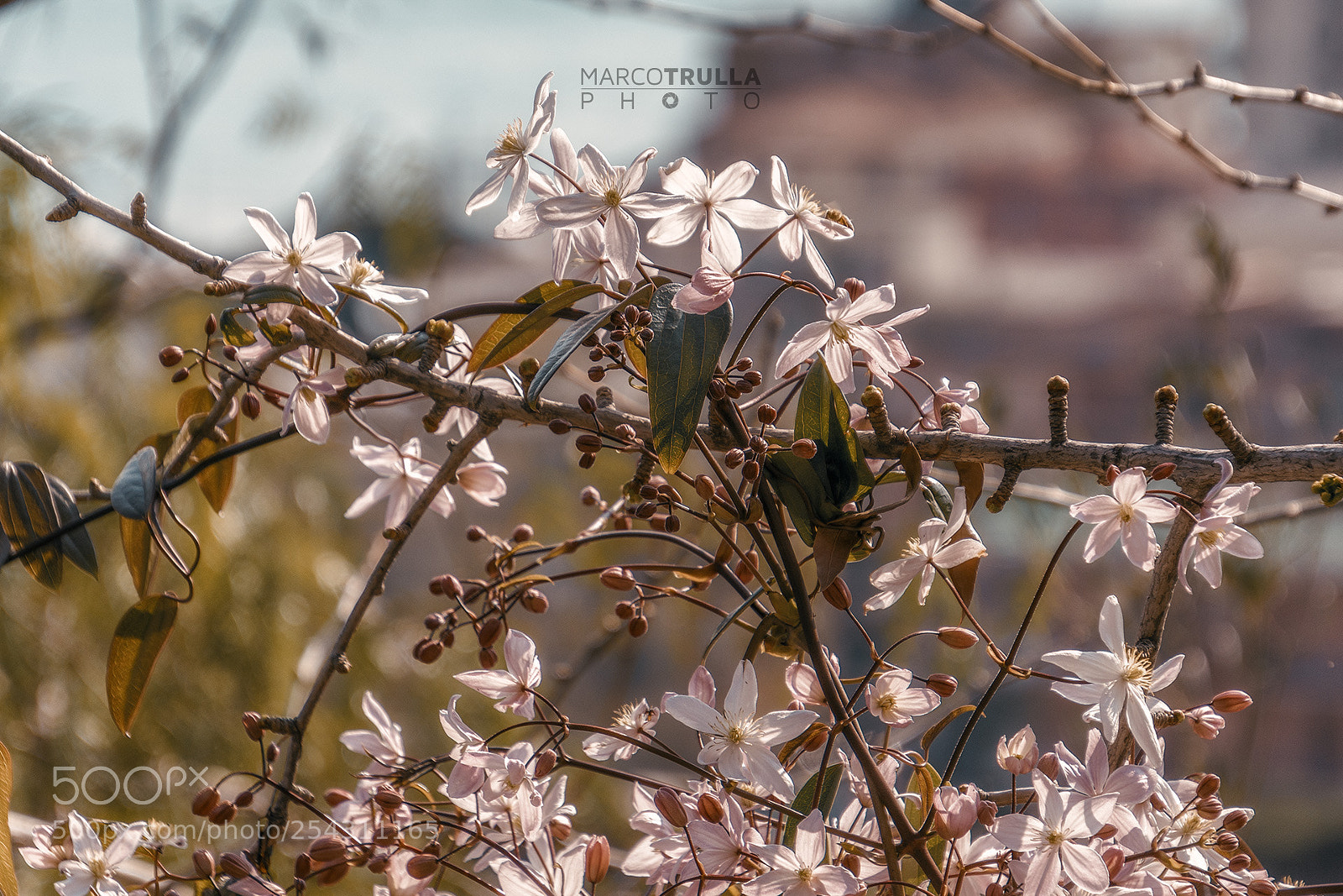 Nikon D7200 sample photo. Pinky blossom photography