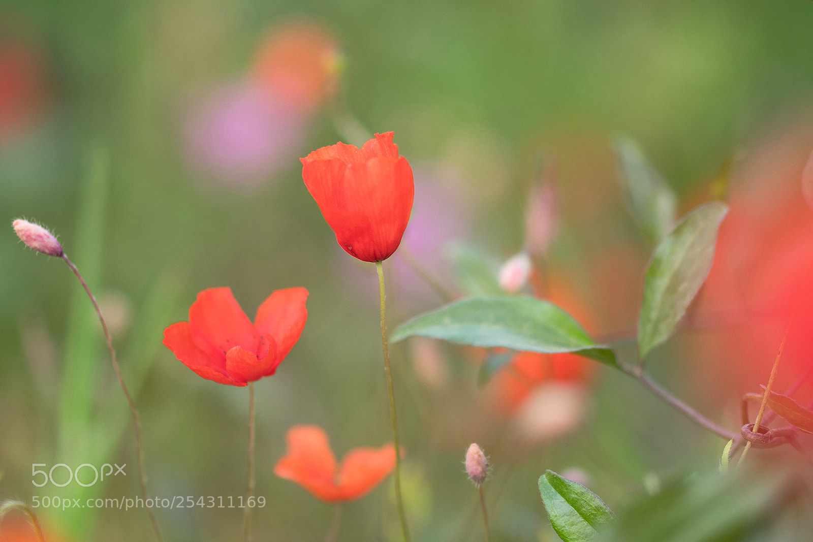 Nikon D500 sample photo. Red poppy photography