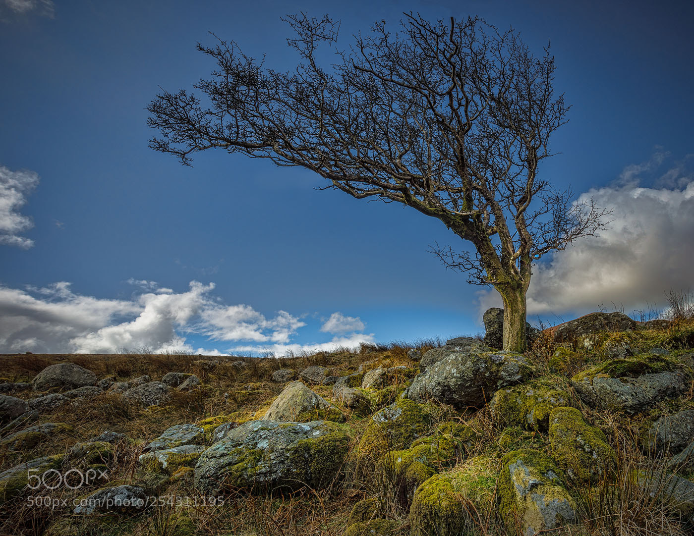 Canon EOS 5D Mark IV sample photo. Lonesome tree photography