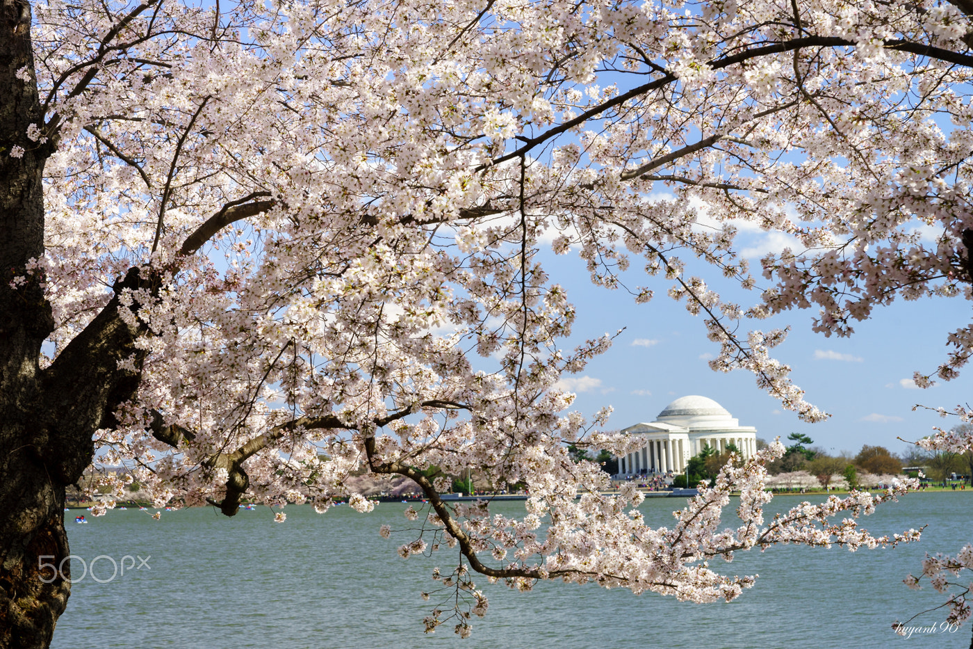 Hasselblad HV sample photo. Cherry blossom and jefferson memorial photography