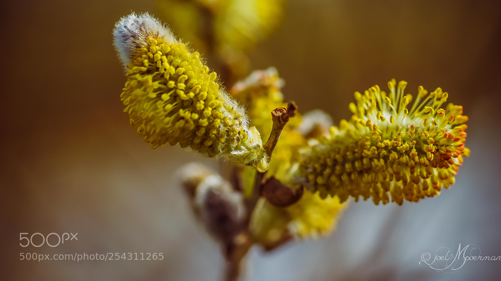 Sony SLT-A57 sample photo. Yellow macro ! photography