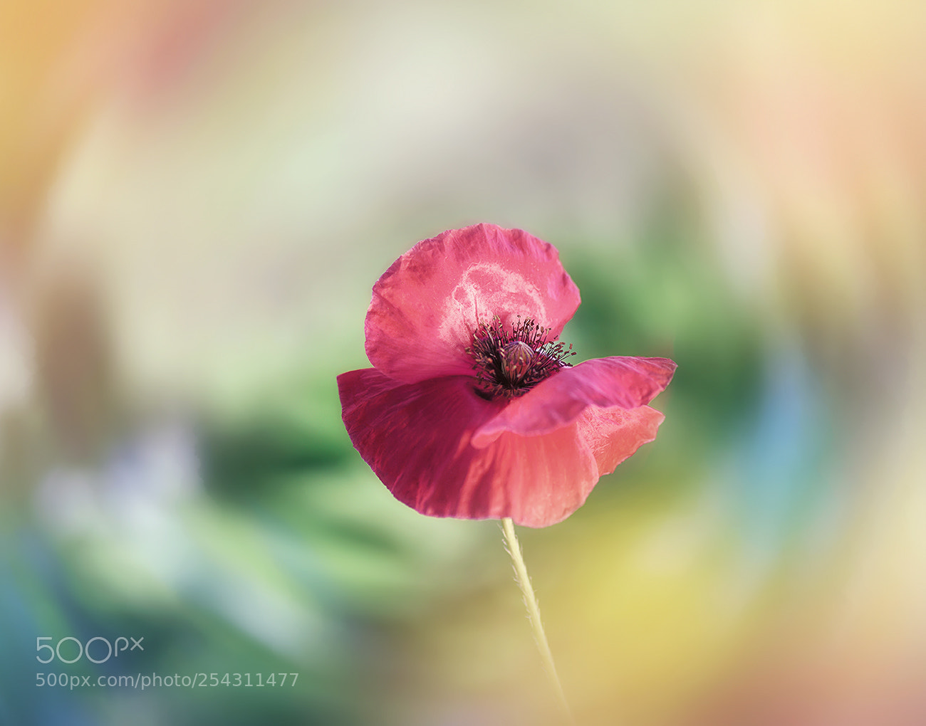 Nikon D810 sample photo. Spring mood photography