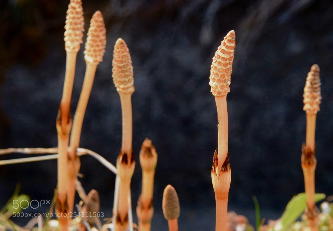 Nikon D5300 sample photo. Spring has come. photography