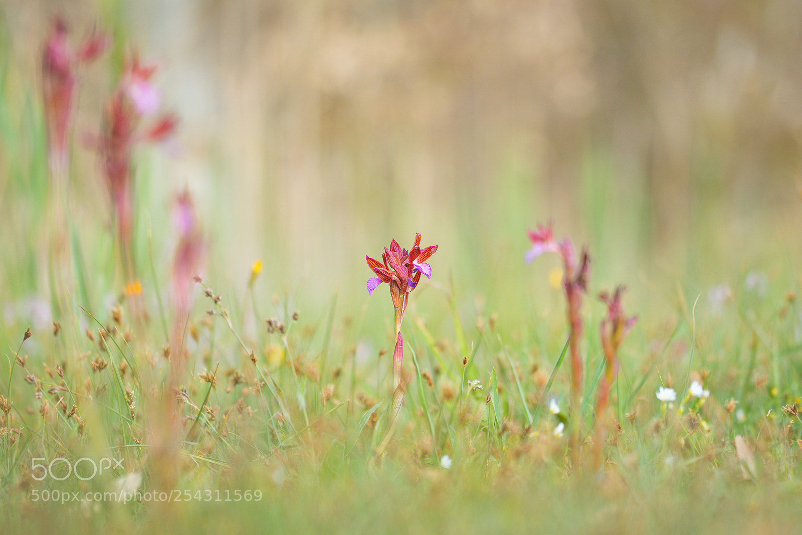 Nikon D500 sample photo. Orchid flower photography