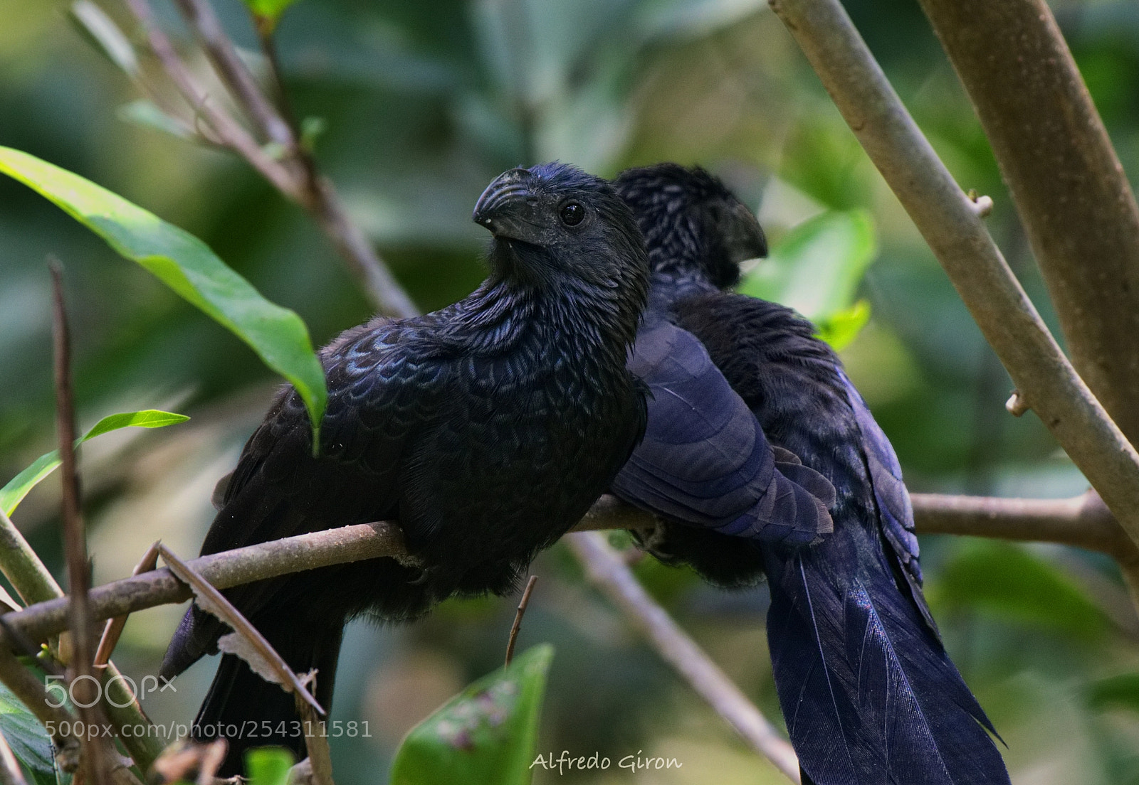 Nikon D500 sample photo. Groove-billed ani photography