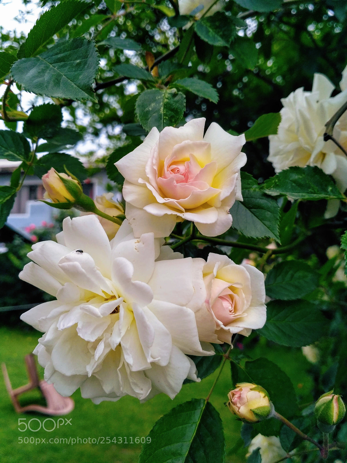 Xiaomi Redmi 3S sample photo. Roses photography