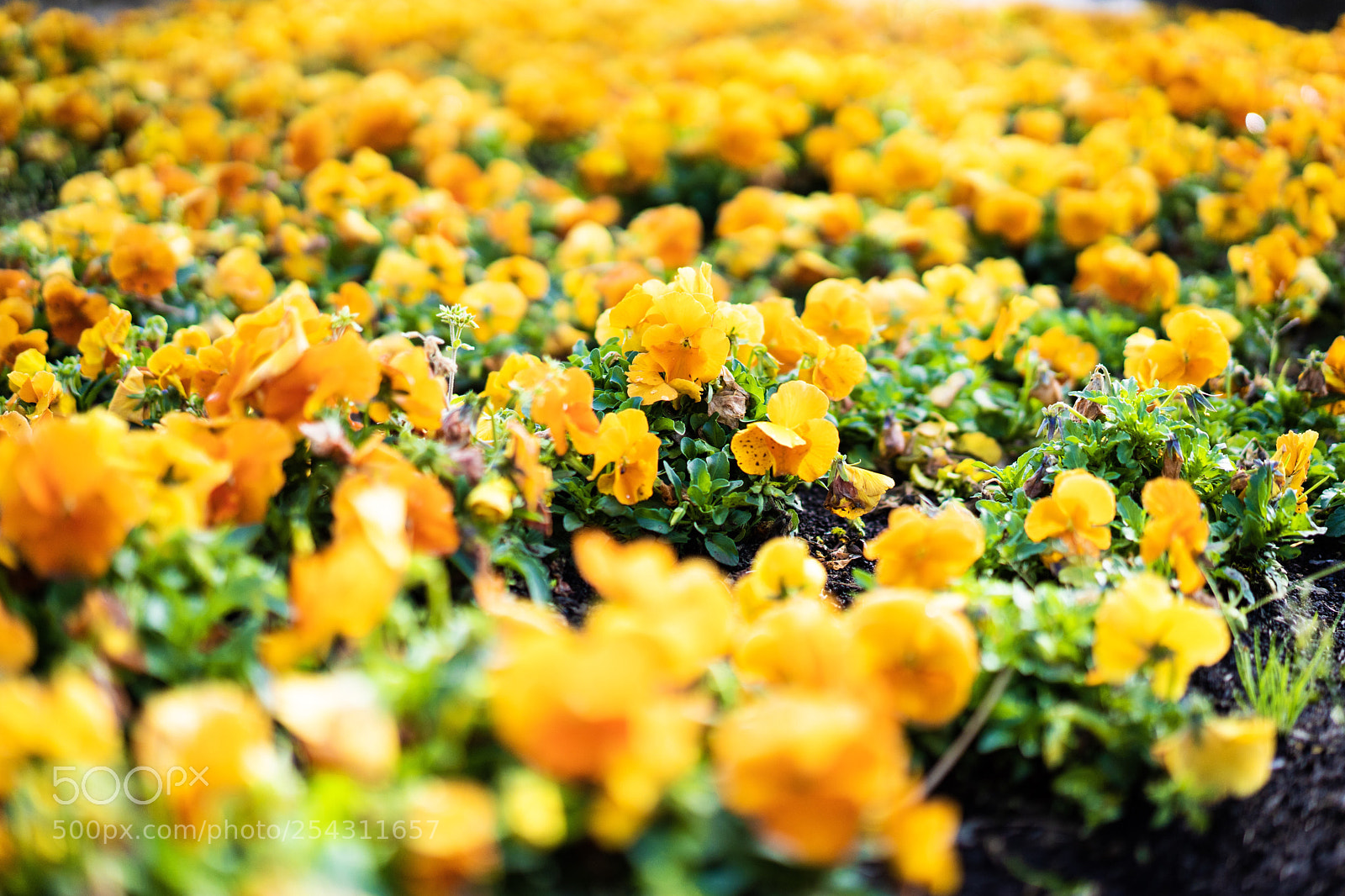 Sony a7 III sample photo. The yellow carpet photography