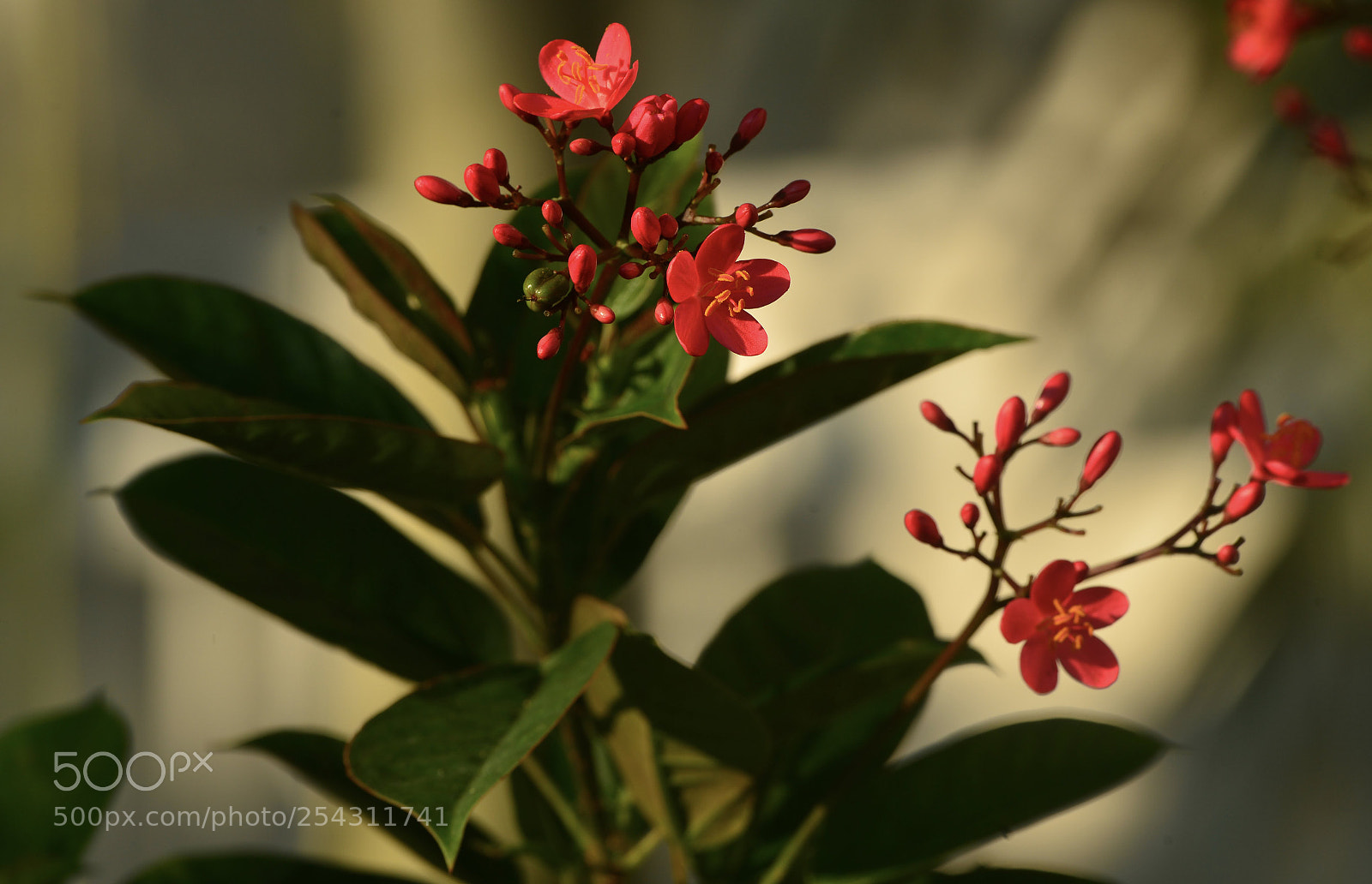 Nikon D800 sample photo. Let yourself bloom !!!! photography