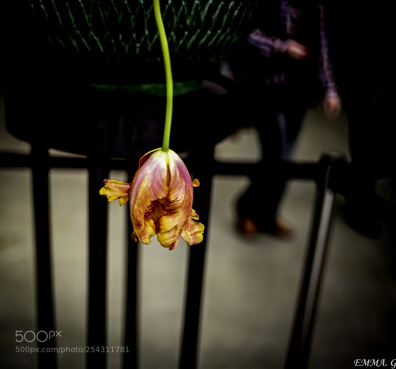 Leica M (Typ 240) sample photo. Tulip photography