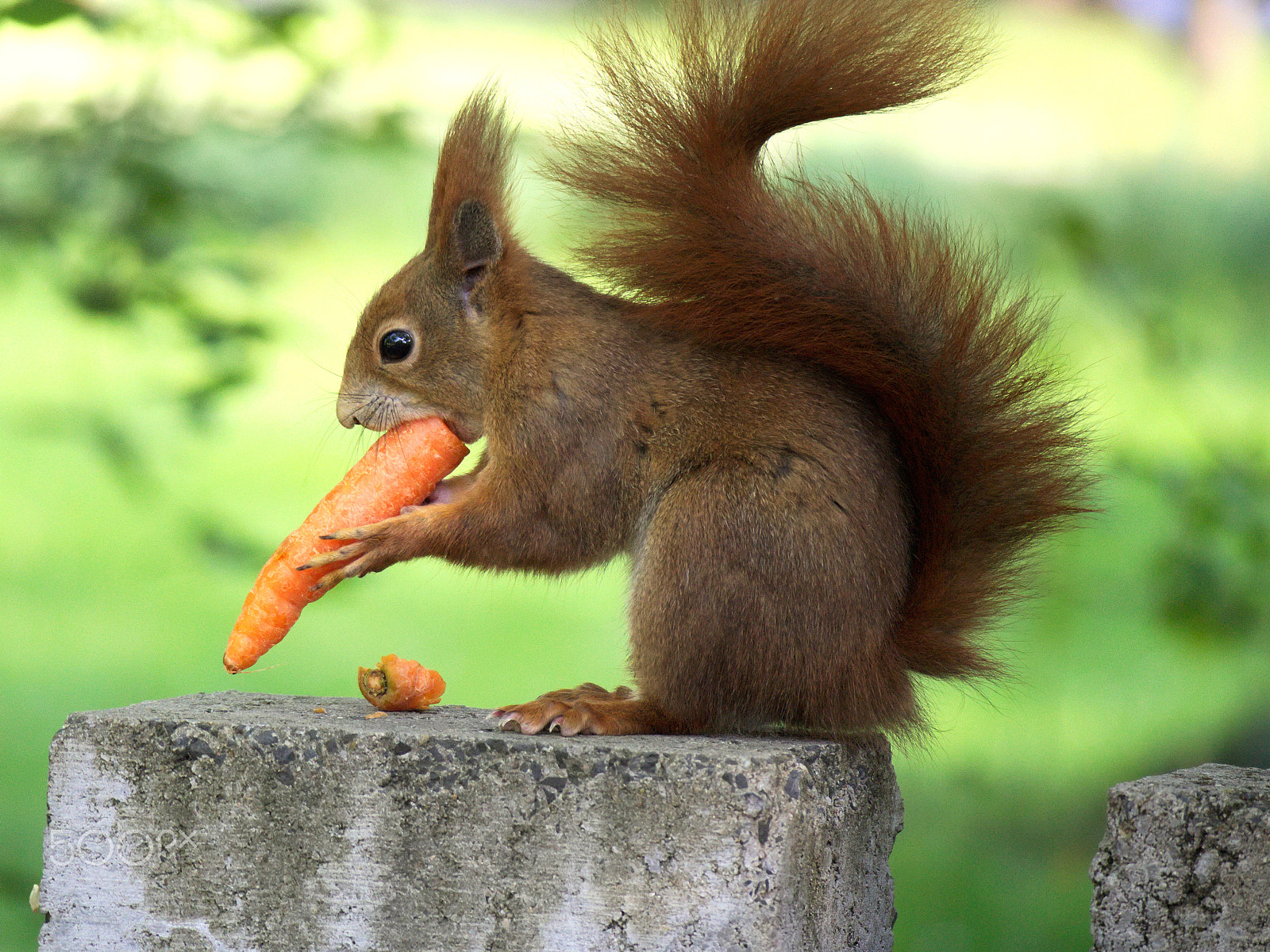 Canon EF-M 55-200mm F4.5-6.3 IS STM sample photo. Cute photography