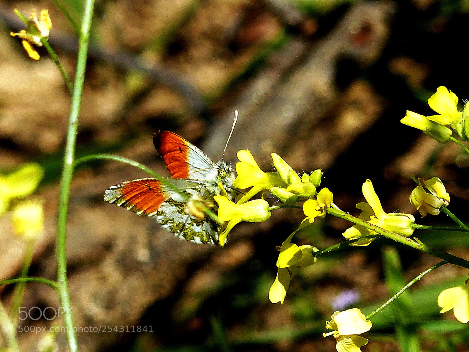 Panasonic Lumix DMC-FZ200 sample photo. Aurora photography