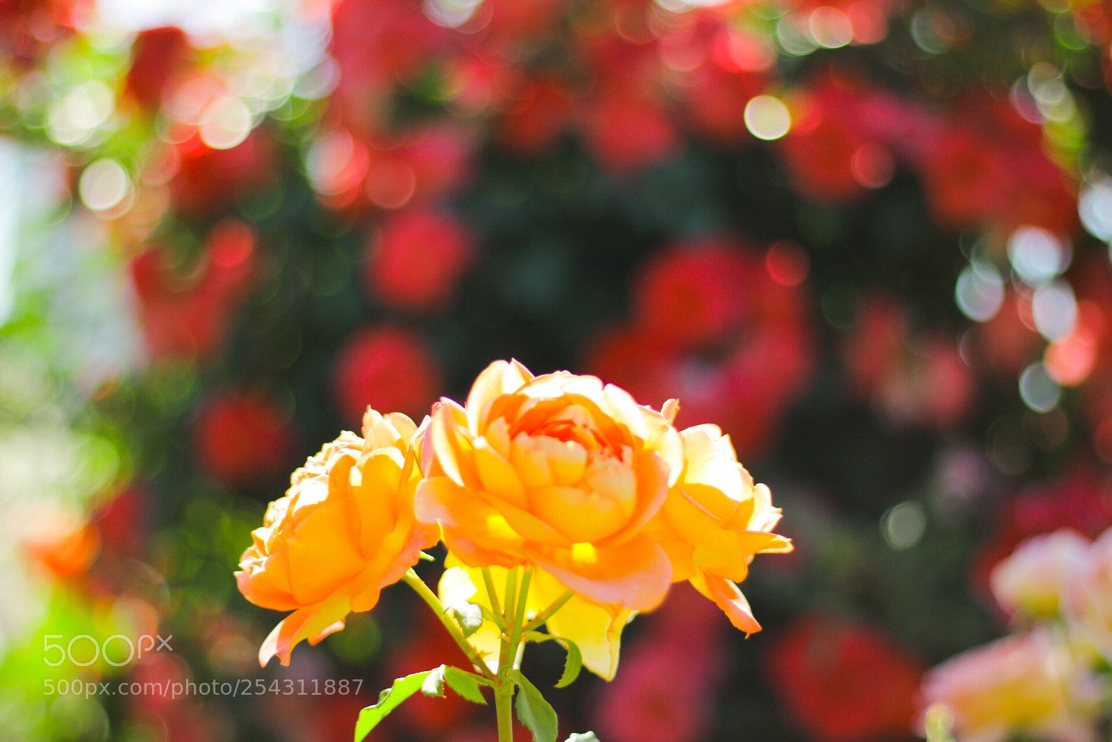 Canon EOS 70D sample photo. Rose photography