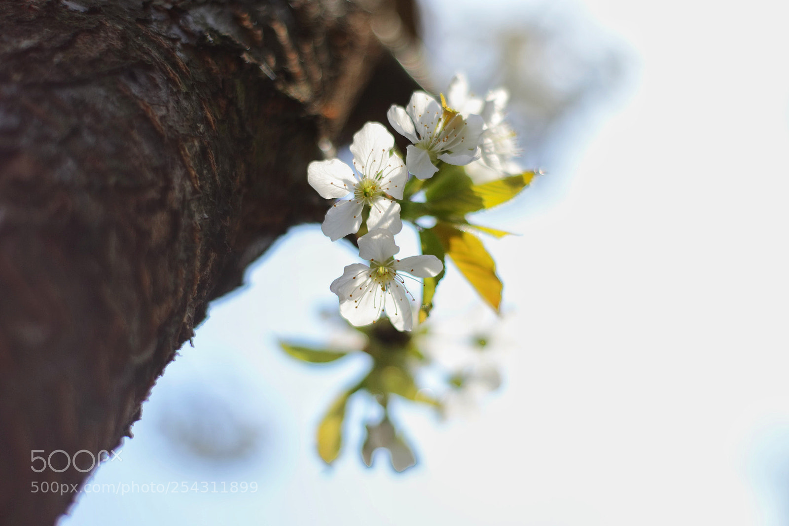 Nikon D3100 sample photo. Flower photography