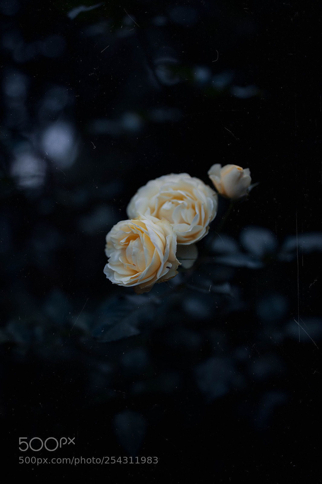Canon EOS 5DS sample photo. Sad story photography
