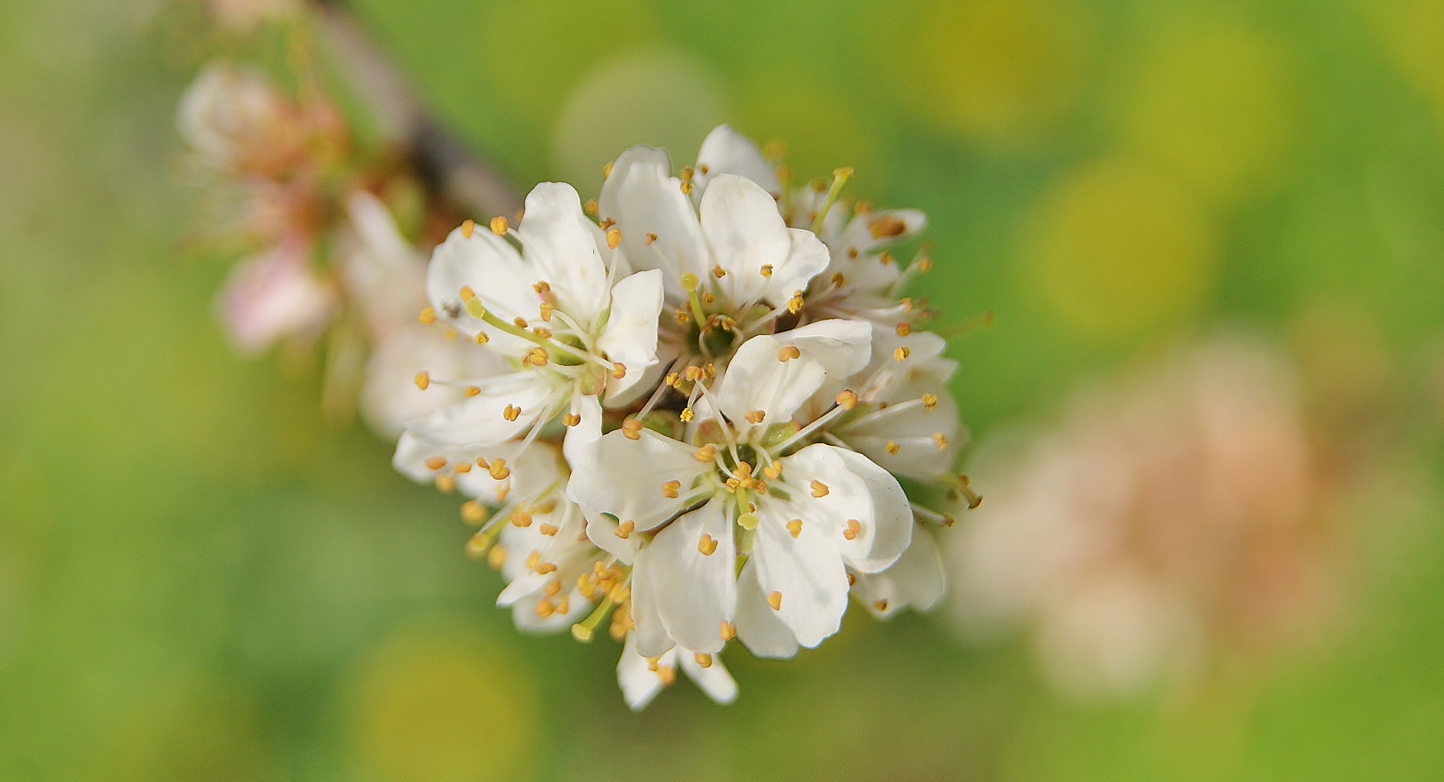 Sony Alpha DSLR-A380 sample photo. Wild white plum blossom on a path ... photography