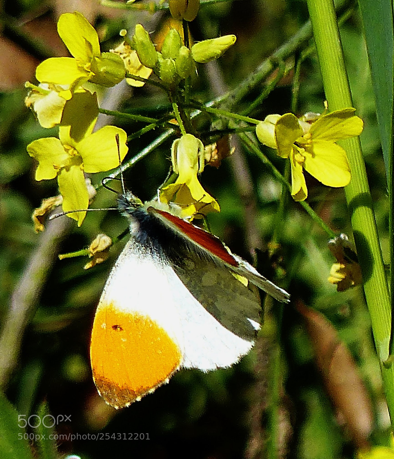 Panasonic Lumix DMC-FZ200 sample photo. Orange tip photography