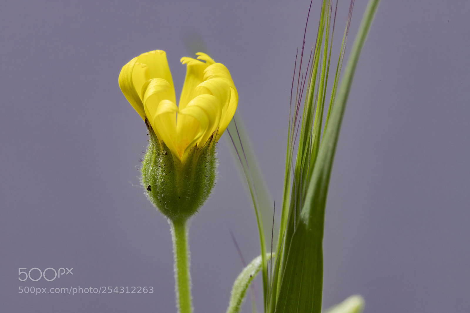 Canon EOS 6D Mark II sample photo. Flor amarilla photography