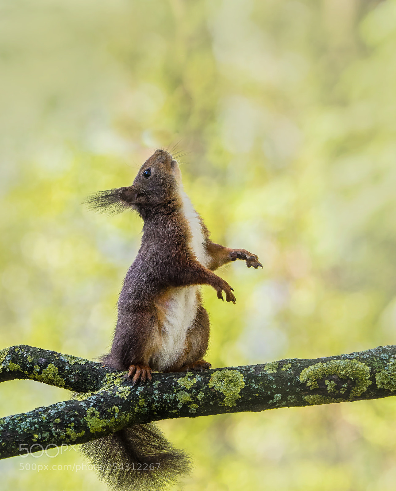 Olympus OM-D E-M1 sample photo. Squirrel photography