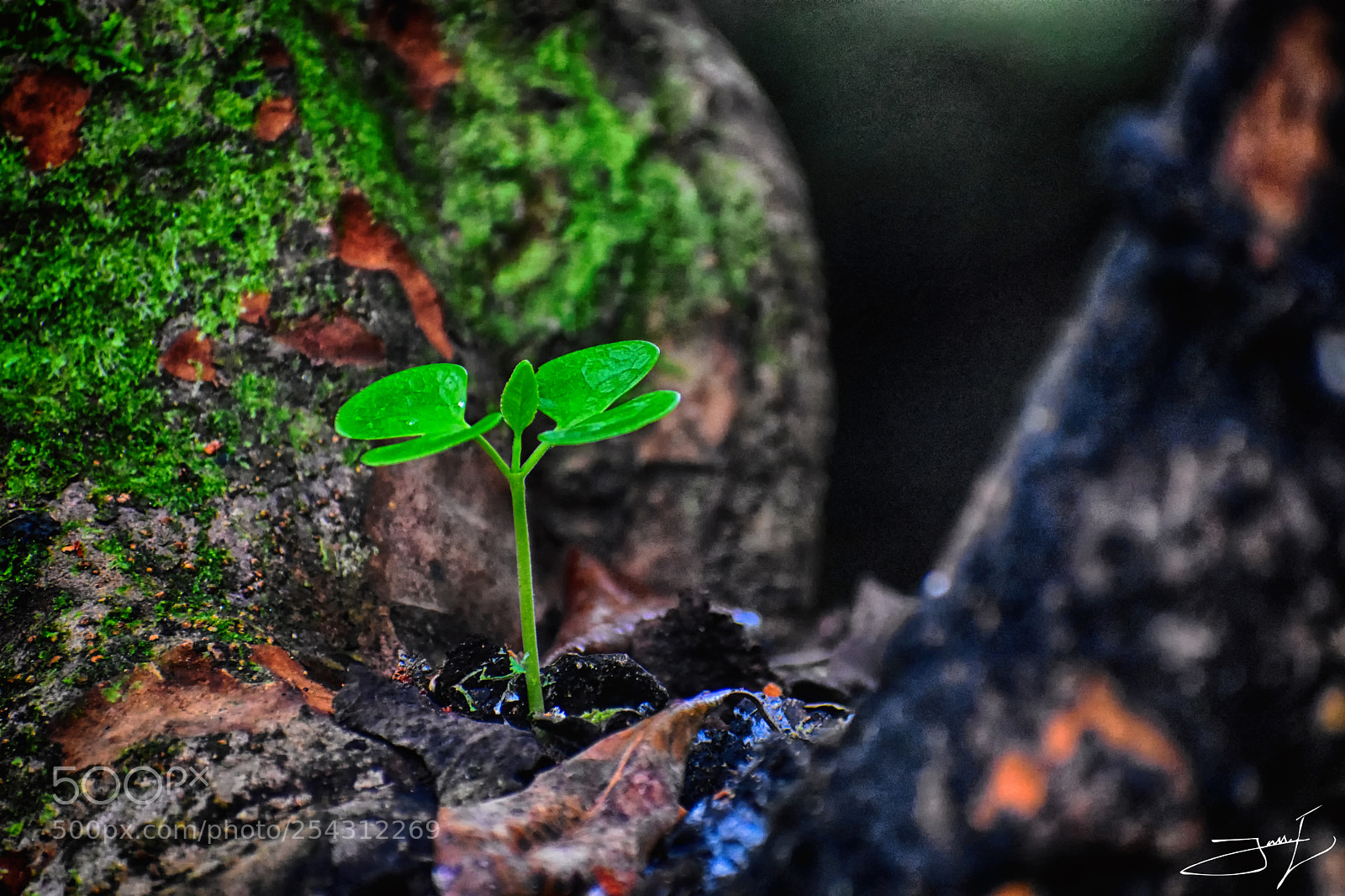 Nikon D3400 sample photo. Brote de vida photography