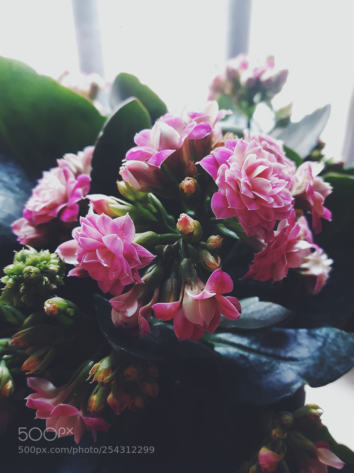 Samsung Galaxy S5 Neo sample photo. Flowers photography