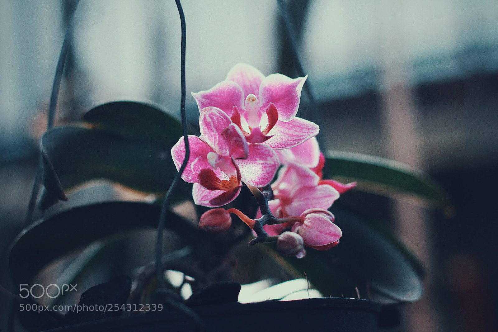 Canon EOS 60D sample photo. Untitled photography