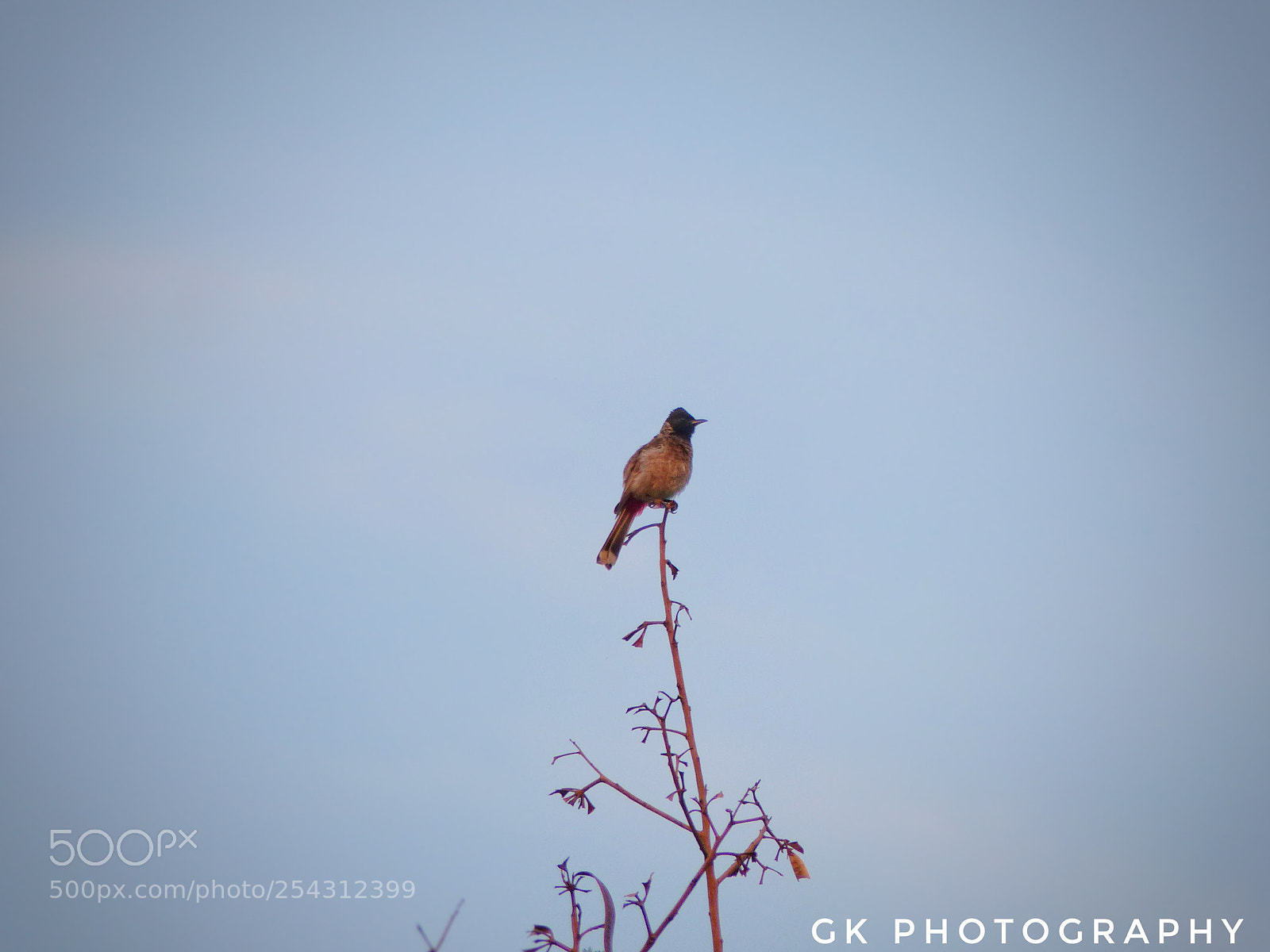 Panasonic Lumix DMC-FZ200 sample photo. Woodpecker photography