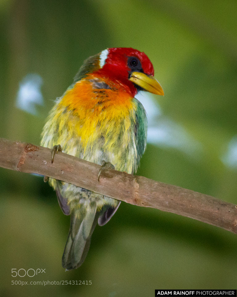 Canon EOS 70D sample photo. Red-headed barbet alcazares manizales photography